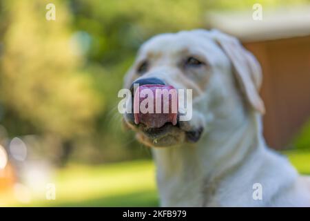 Zoey ist ein 8 Monate alter, reiner Labrador Retriever. Stockfoto