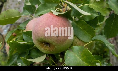 Reife Birnen im Sommergarten. Stockfoto