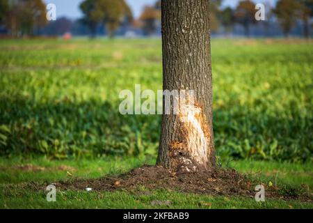 Hoogezand - Auto kollidiert mit Baum entlang der Provinzstraße in Hoogezand. ANP / Hollandse Hoogte Venema Media niederlande Out - belgien Out Stockfoto