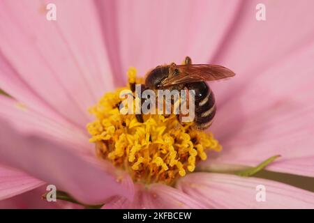 Detaillierte seitliche Nahaufnahme eines Weibchens der Weißzonigen Furchenbiene, Lasioglossum leucosonium auf Holz Stockfoto