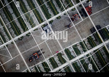 VENLO - Ein Drohnenfoto vom Gewächshaus-Gartenbau in Venlo. Viele Gärtner mit Gewächshäusern laufen wegen der hohen Energiepreise Gefahr, in finanzielle Schwierigkeiten zu geraten. ANP / Hollandse Hoogte / Rob Engelaar niederlande Out - belgien Out Stockfoto