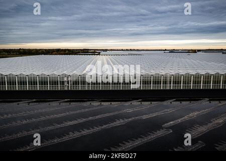 VENLO - Ein Drohnenfoto vom Gewächshaus-Gartenbau in Venlo. Viele Gärtner mit Gewächshäusern laufen wegen der hohen Energiepreise Gefahr, in finanzielle Schwierigkeiten zu geraten. ANP / Hollandse Hoogte / Rob Engelaar niederlande Out - belgien Out Stockfoto