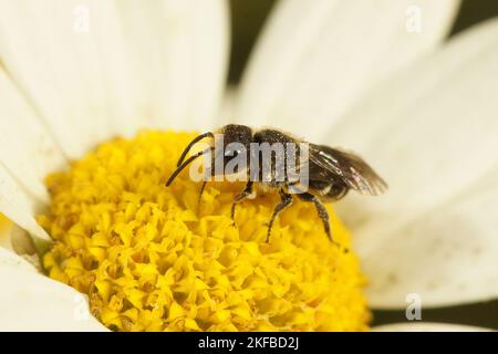 Natürliche Nahaufnahme einer großköpfigen Harzbiene Heriades truncorum auf einer weißen und gelben Blume Stockfoto