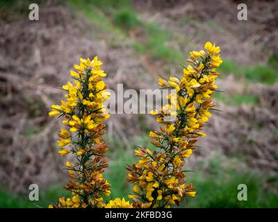 Ein Busch mit Blütenständen von schönen gelben Blüten, eine Pflanze. Ulex allgemein bekannt als Gorse, Furze, oder Whin ist eine Gattung von blühenden Pflanzen in der fa Stockfoto