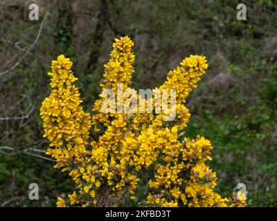 Ein Busch, Blütenstände von gelben Blüten, eine Pflanze. Ulex, bekannt als Gorse, Furze oder Whin, ist eine Gattung blühender Pflanzen aus der Familie der Fabaceae. Stockfoto