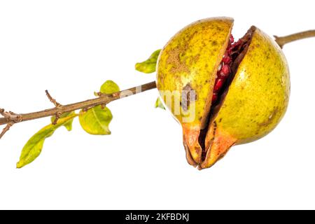 Detail eines reifen offenen Granatapfels auf dem Baum, da er nicht rechtzeitig auf weißem Hintergrund isoliert geerntet wurde Stockfoto