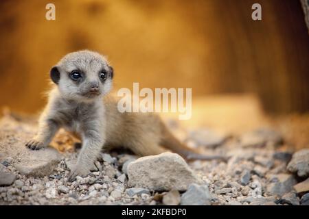 Erdmännchen baby Stockfoto