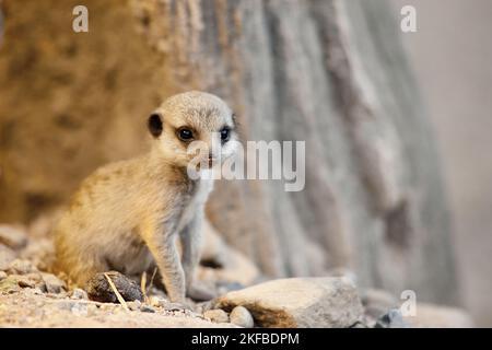 Erdmännchen baby Stockfoto