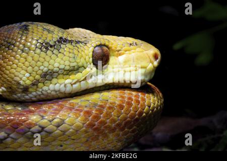 Gartenboa Stockfoto