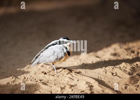 Krokodilvögel Stockfoto