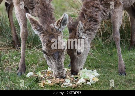 Red Deer (Cervus elaphus) Mutter und Kalb essen Lebensmittel, die als Ergänzung ihrer natürlichen Ernährung, Schottland, Großbritannien Fütterung wie diese kann zu Konflikt w führen Stockfoto