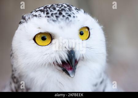 Arktische Eule Stockfoto