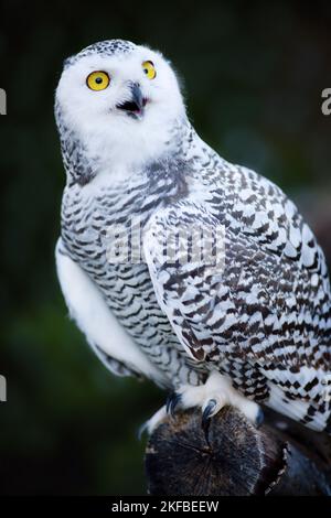 Arktische Eule Stockfoto