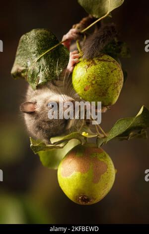 Dormouse auf Ast Stockfoto