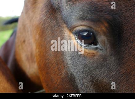 Auge von schönen Bucht farbigen Pferd. Gesehen in Hardenberg, Niederlande Stockfoto