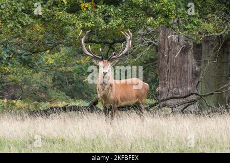 Ein erwachsener männlicher Hirsch, der im Windsor Great Park, Großbritannien, in die Kamera starrt. Stockfoto