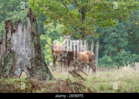 Mehrere weibliche Rotwild starren in die Kamera im Windsor Great Park, Großbritannien. Stockfoto
