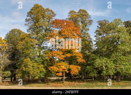 Im Herbst wechseln Bäume im Windsor Great Park, Großbritannien, ihre Farbe. Stockfoto