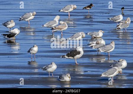 Im Herbst ruht eine Herde europäischer Heringsmöwen, großer Schwarzmöwen und kleiner Schwarzmöwen am Sandstrand entlang der Nordseeküste Stockfoto