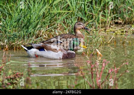 Mallard / Wildente (Anas platyrhynchos) weiblich und männlich während ihrer zweiten Mauser, verliert sein finsterliches Gefieder im Frühherbst / Herbst Stockfoto