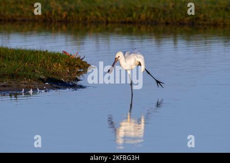 Eurasischer Löffler / gewöhnlicher Löffler (Platalea leucorodia), juvenil balanciert auf einem Bein im seichten Wasser des Sees, Bucht der Somme, Frankreich Stockfoto