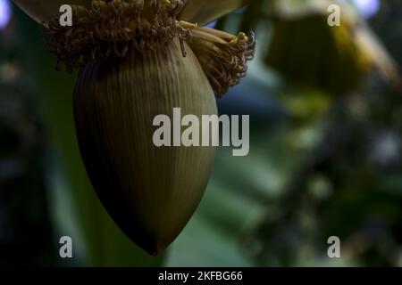 Bananenblüte, die aus der Nähe von der Pflanze hängt Stockfoto