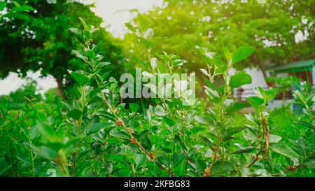 Withania somnifera Pflanze bekannt als Ashwagandha. Indische Ginseng-Kräuter, giftige Stachelbeere oder Winterkirsche. Ashwagandha Vorteile für Gewichtsverlust und hea Stockfoto