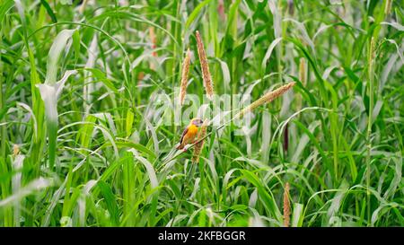Baya-Vogel, der als Ploceus philippinus bekannt ist, sitzt im grünen Perlenhirse-Maisfeld. Baya ist ein Weaverbird, der auf dem indischen Subkontinent und Southea gefunden wird Stockfoto