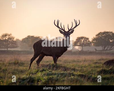 Ein reifer Hirsch im Abendlicht, Richmond Park, Großbritannien. Stockfoto