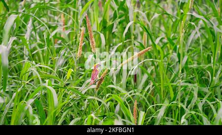 Baya-Vogel, der als Ploceus philippinus bekannt ist, sitzt im grünen Perlenhirse-Maisfeld. Baya ist ein Weaverbird, der auf dem indischen Subkontinent und Southea gefunden wird Stockfoto