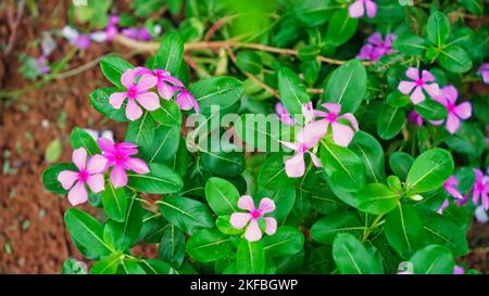 Indisches Madagaskar Periwinkle bekannt als Catharanthus Roseus, Bright Eyes, Cape periwinkle, Cayenne Jasmin, Rose periwinkle. Rosa Blumen Pflanzen mit gre Stockfoto