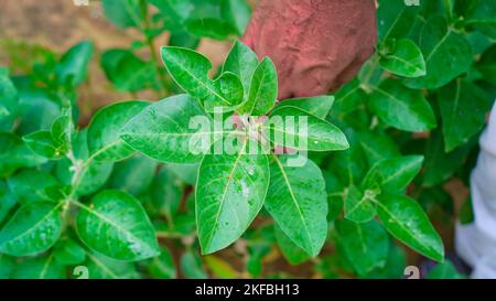 Ashwagandha bekannt als Withania somnifera Pflanze wächst. Indische kraftvolle Kräuter, giftige Stachelbeere oder Winterkirsche. Ashwagandha ist Kräuternutzen für uns Stockfoto