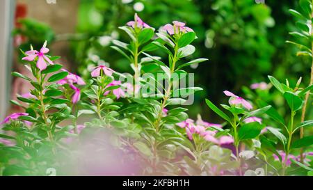 Indisches Madagaskar Periwinkle bekannt als Catharanthus Roseus, Bright Eyes, Cape periwinkle, Cayenne Jasmin, Rose periwinkle. Rosa Blumen Pflanzen mit gre Stockfoto