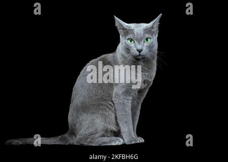 Korat Rasse graue Katze auf schwarzem Hintergrund Stockfoto