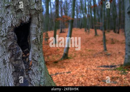 Ein Baum mit einer Mulde auf dem Hintergrund eines verschwommenen Waldes in Polen Stockfoto