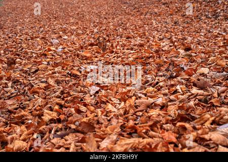 Orangefarbene Blätter bedecken die Straße im Wald irgendwo in Polen Stockfoto