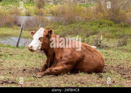 Die fette, rot-weiße herford-Kuh lag an sonniger Stelle auf dem Feld mit Zaun und Bergbach hinter ihr - Augen geschlossen und genoss den Rest Stockfoto