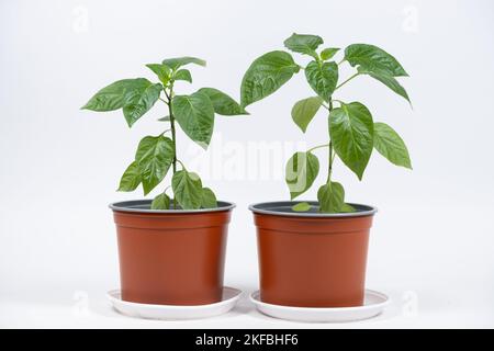 Paprika aus Samen anbauen. Schritt 9 - erste Blumen, Blüten Stockfoto