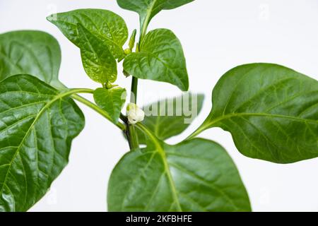 Paprika aus Samen anbauen. Schritt 9 - erste Blumen, Blüten Stockfoto