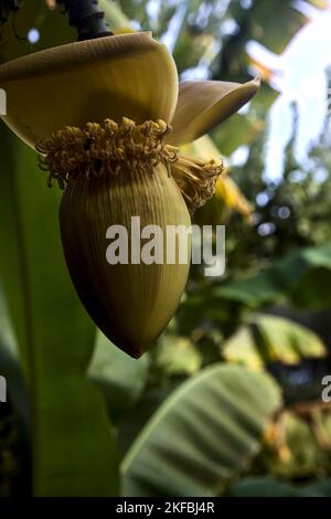 Bananenblüte, die aus der Nähe von der Pflanze hängt Stockfoto