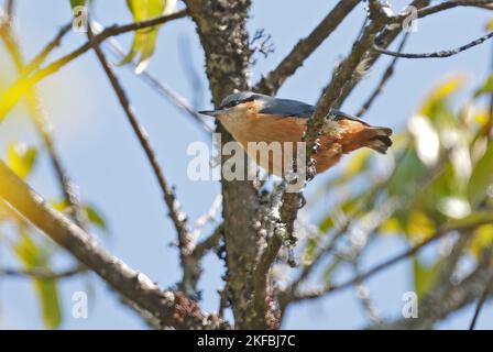 Weißschwanzmuthatch (Sitta himalayensis) erwachsenes Männchen, das auf dem Ast Arunachal Pradesh, Indien, thront Januar Stockfoto