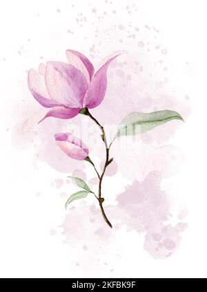 Rosa Magnolienblume auf zarter abstrakter Stelle. Blühende Pflanze mit grünen Blättern. Aquarell-botanische handgezeichnete Illustration auf isoliertem Hintergrund für Grußkarten oder Hochzeitseinladungen. Stockfoto