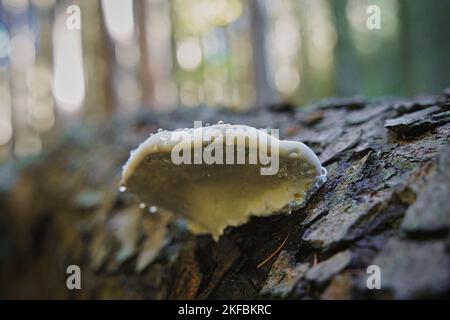 Tinderpilz Fomitopsis pinicola auf einem alten Baumstamm im Wald im Herbst. Selektiver Fokus, horizontale Ausrichtung Stockfoto