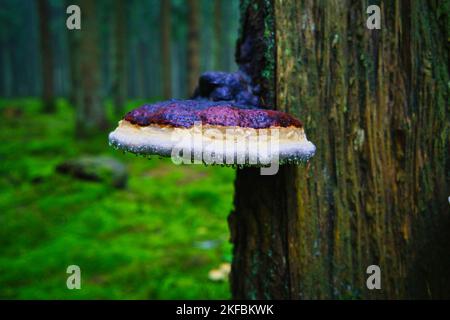 Tinderpilz Fomitopsis pinicola auf einem alten Baumstamm im Wald im Herbst. Selektiver Fokus, horizontale Ausrichtung Stockfoto