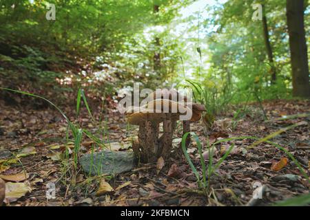 Eine Gruppe schöner Pilze im Moos auf einem Baumstamm Stockfoto