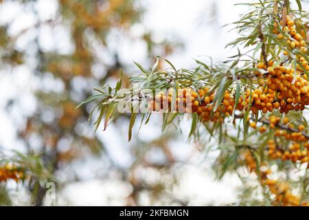 Zweig reifer Sanddornbeeren im Garten. Unscharfer Hintergrund. Stockfoto