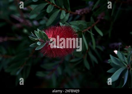 Callistemon in Blüte aus nächster Nähe Stockfoto