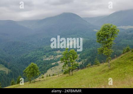 Der Blick auf das Chornogora-Massiv in den Karpaten-Fichtenwäldern, Outdoor-Konzept Stockfoto