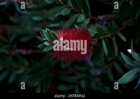 Callistemon in Blüte aus nächster Nähe Stockfoto