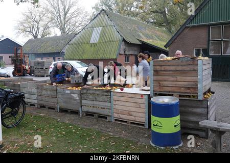 Im Hofladen Ydenhoeve am Hofsteeweg in Collendoorn können Sie heutzutage Äpfel günstig kaufen. Besitzer Te Velde hat die Äpfel in der Betuwe gekauft. Warum sind diese Äpfel so dreckig billig? Die Antwort ist die Energiekrise. Aufgrund der Energiekrise würden die Erzeuger in der Betuwe die Äpfel lieber verfaulen lassen, als das Obst in einen Kühlschrank zu stellen. Die Energiepreise sind so hoch, dass Es lohnt sich nicht. Schade, sagt Te Velde. Und das ist der Grund, warum der Unternehmer versucht, ein wenig Geld daraus zu machen. TE Velde verkauft die Äpfel, die er gekauft hat, für 39 Cent pro Kilo. Während die Äpfel im Laden rund zwei Euro p kosten Stockfoto